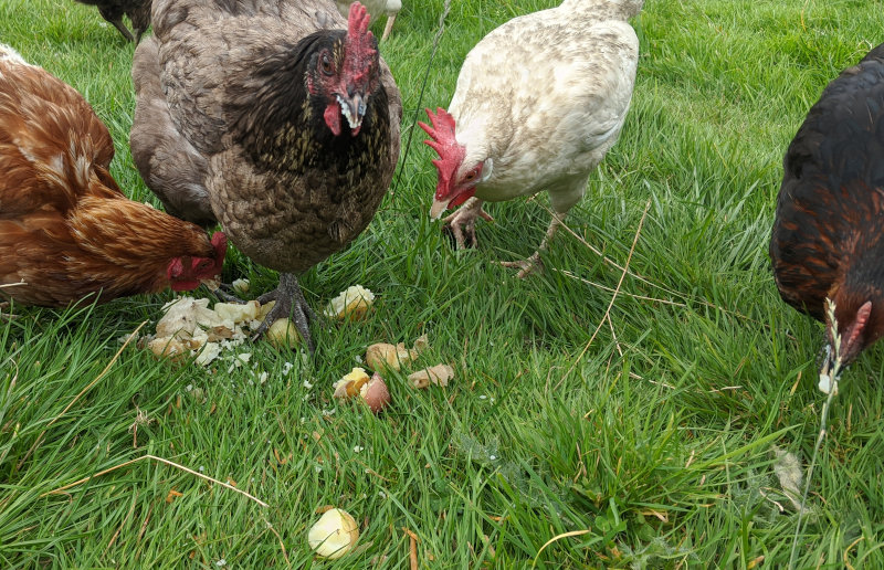 Can Chickens Eat Sweet Potatoes? A Comprehensive Guide