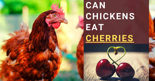 Can Chickens Have Cherries? Everything You Need to Know